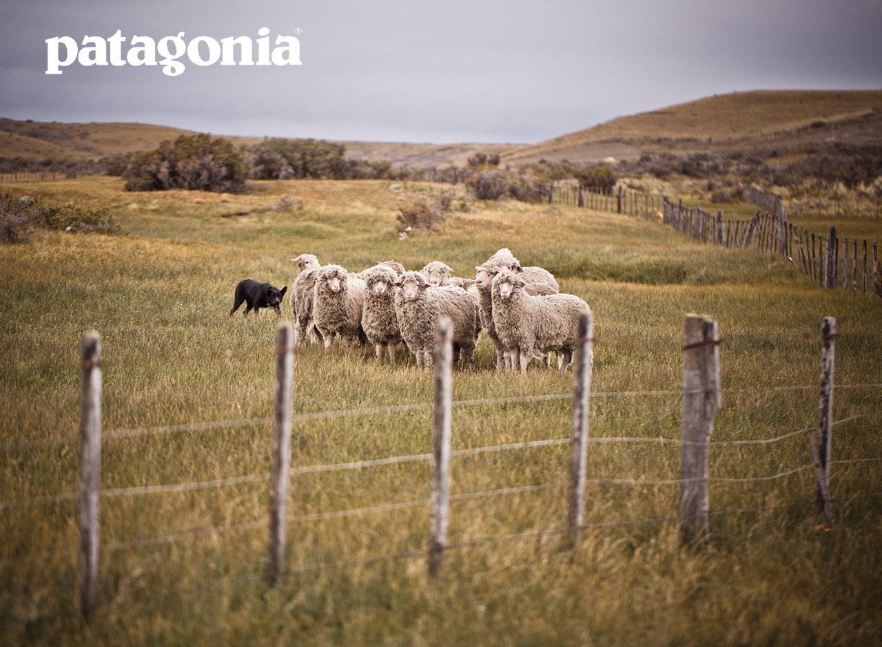Marktführer mit ökologischem Bewußtsein: Patagonia® Merino-Funktionswäsche für die Herbst/Winter-Saison 2013/14