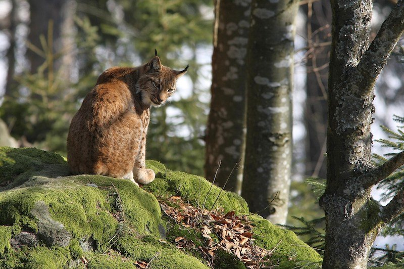 Ziele – Nationalpark Bayerischer Wald: Internationaler Tag zur Erhaltung der Artenvielfalt