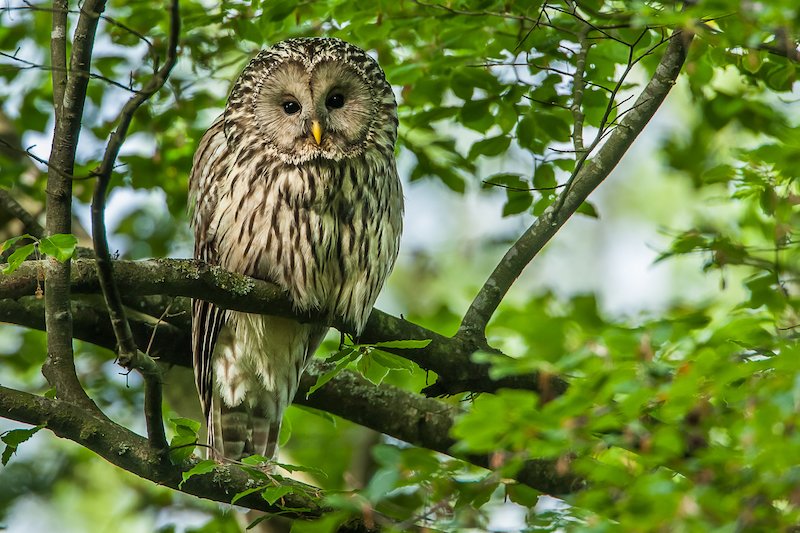 Ziele - Nationalpark Bayerischer Wald: Internationaler Tag zur Erhaltung der Artenvielfalt