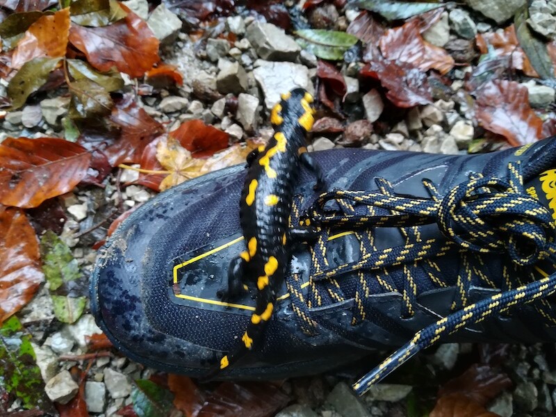 Testbericht - HOKA Speedgoat 4 GTX: Wasserdichte Trailrunning-Laufschuhe für die nasskalte Jahreszeit 13 Testbericht - HOKA Speedgoat 4 GTX: Wasserdichte Trailrunning-Laufschuhe für die nasskalte Jahreszeit