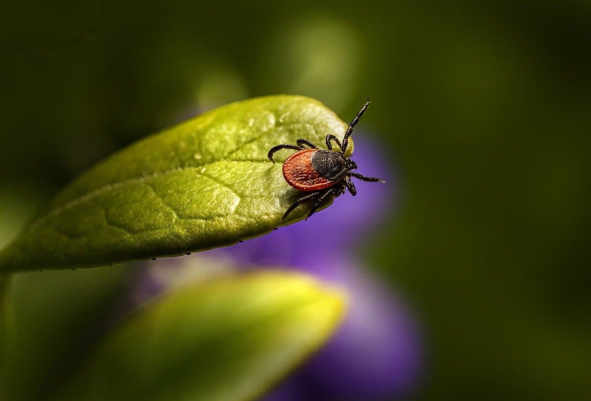 Ratgeber - optimaler Schutz vor Insekten: 5 Camping-Tipps gegen Mückenstiche